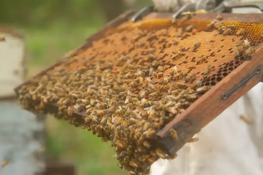 Altas temperaturas: claves para evitar el derretimiento de las colmenas
