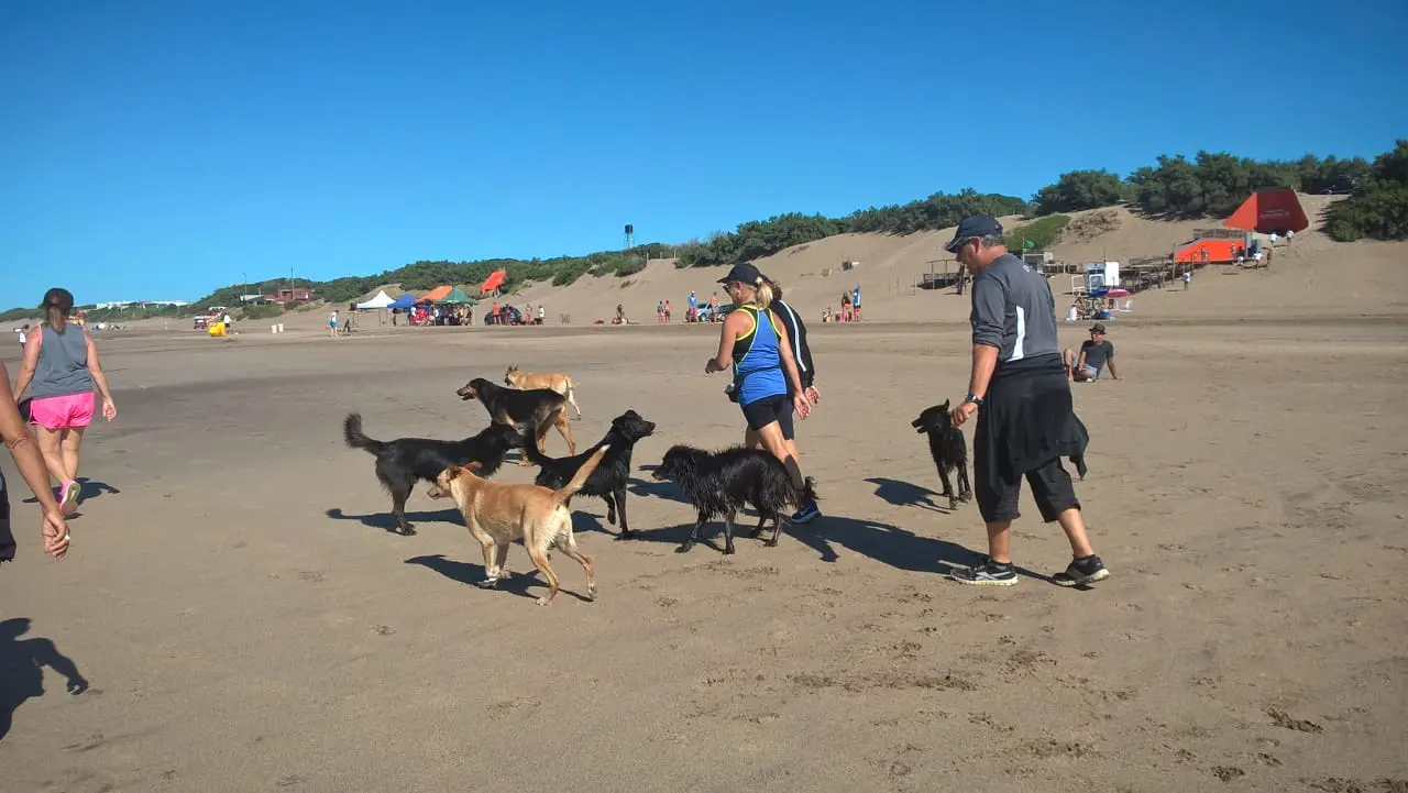 Perros vagabundos en la playa