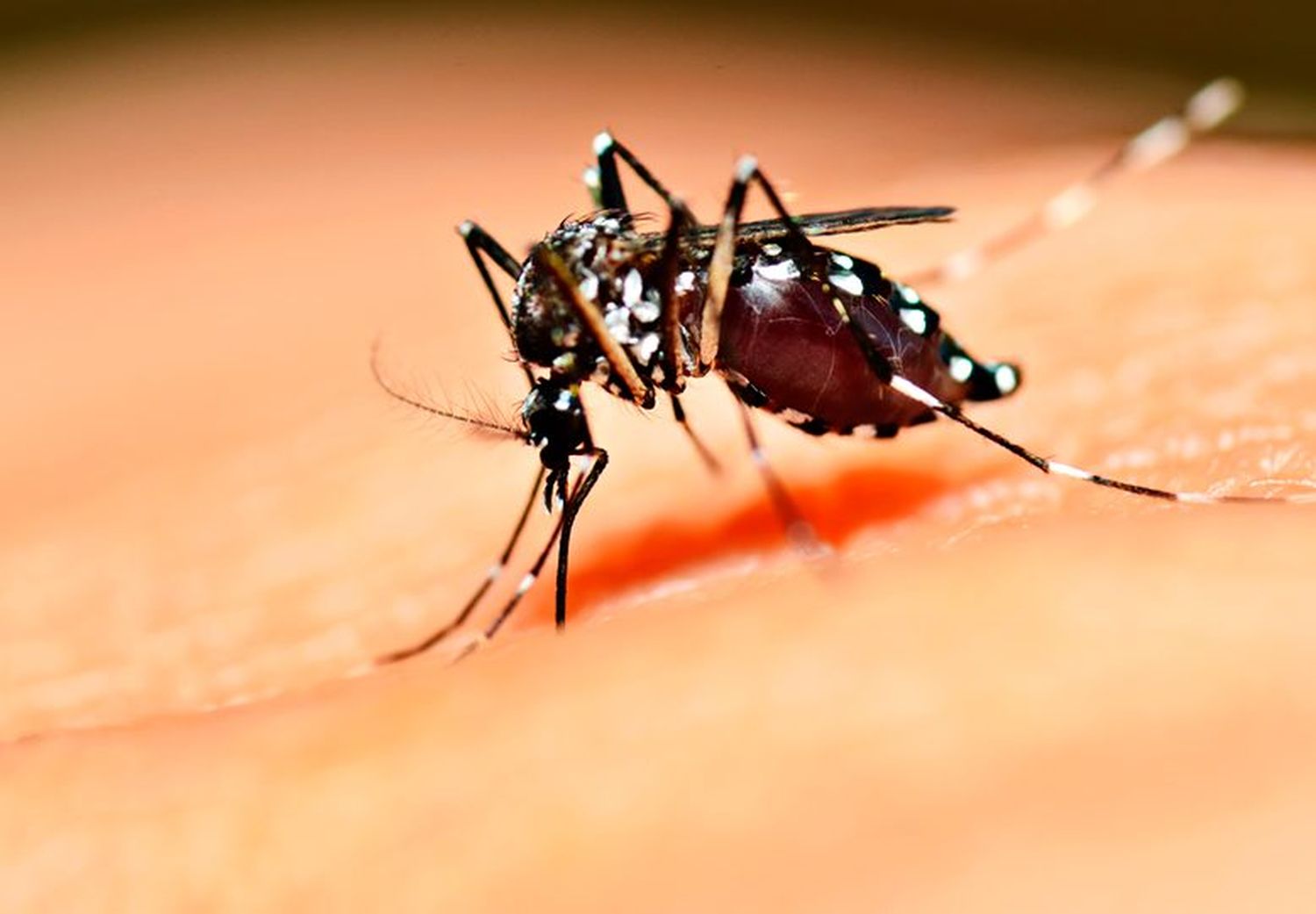 Aseguran que hay "condiciones" para que se instale el dengue en la ciudad