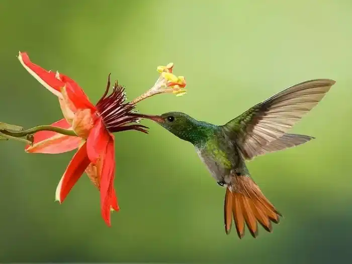 Cómo atraer colibríes a tu jardín