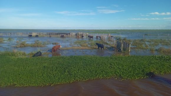 Creciente: estiman que el río permanecerá estable y quedaron animales afectados en islas