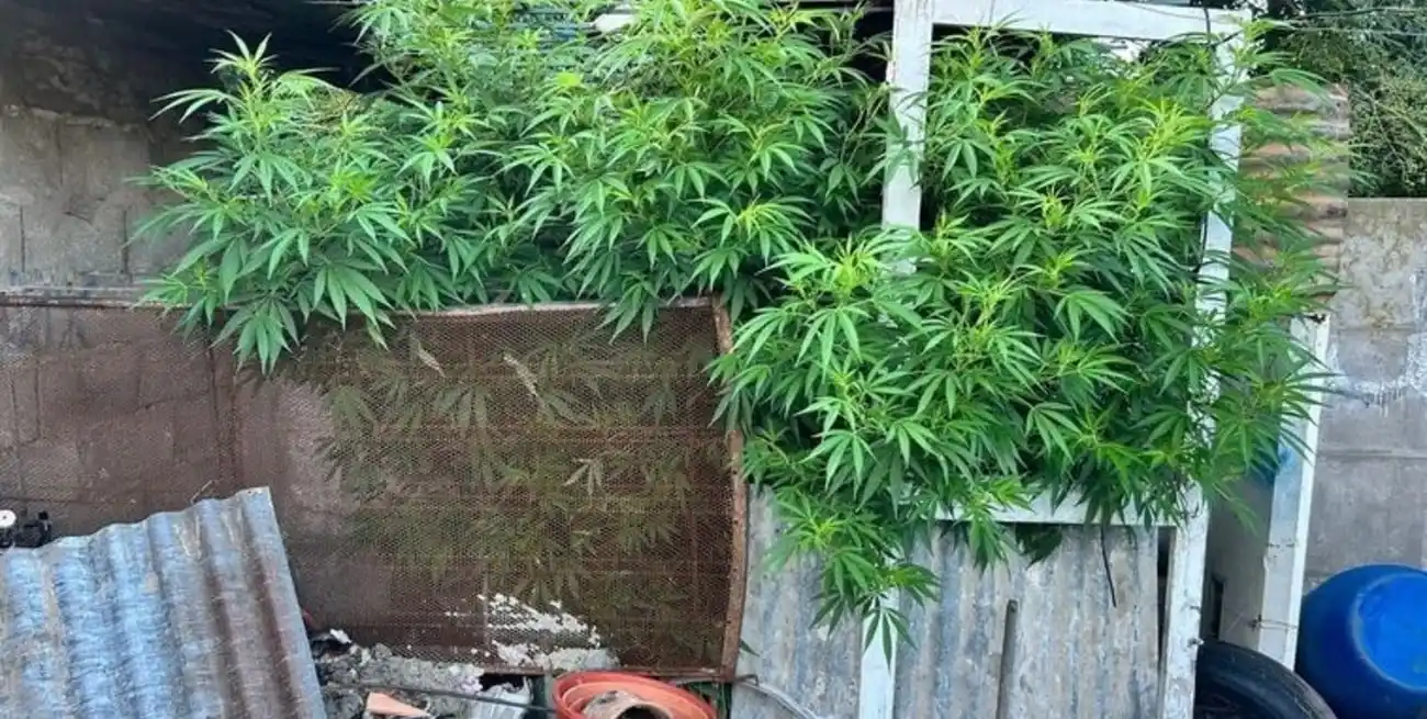 Doble allanamiento de la Federal: incautaron gran cantidad de plantas de marihuana