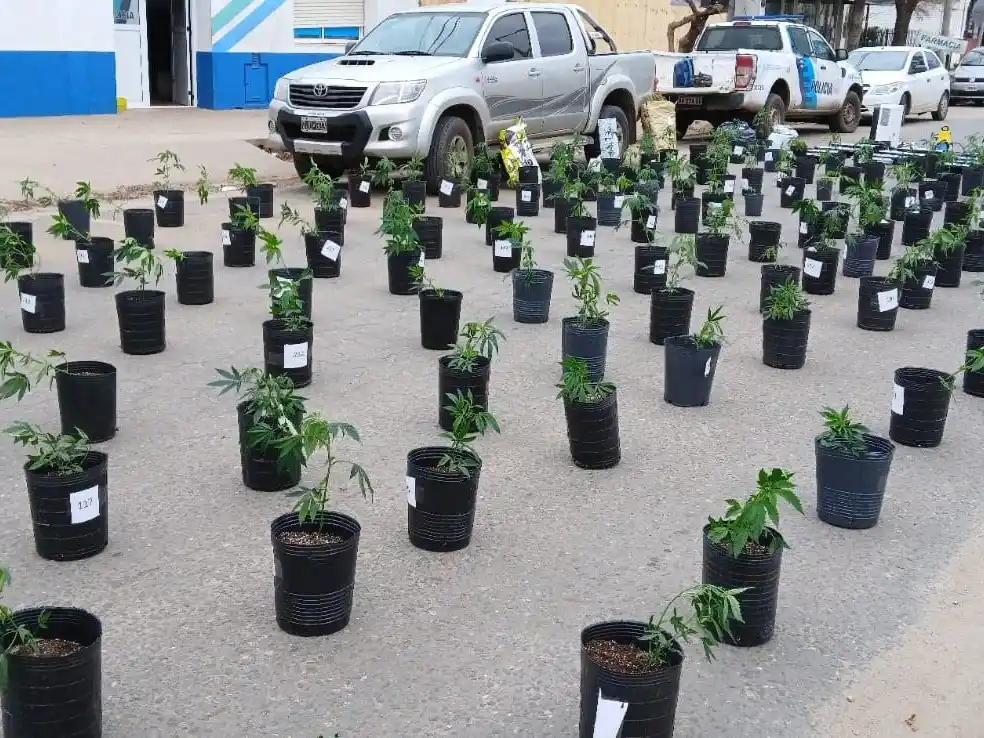 La plantación desmantelada se encontraba en El Boquerón.