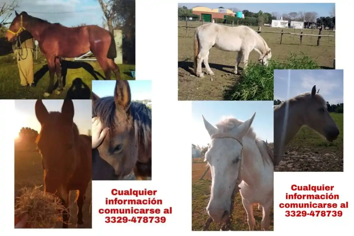 Robaron caballos de terapia para niños