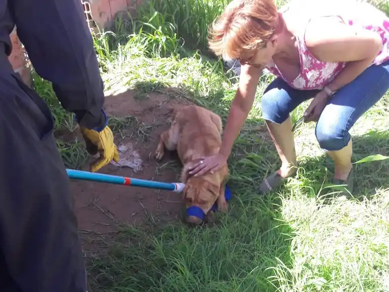 El can, en buen estado, tras ser liberado.