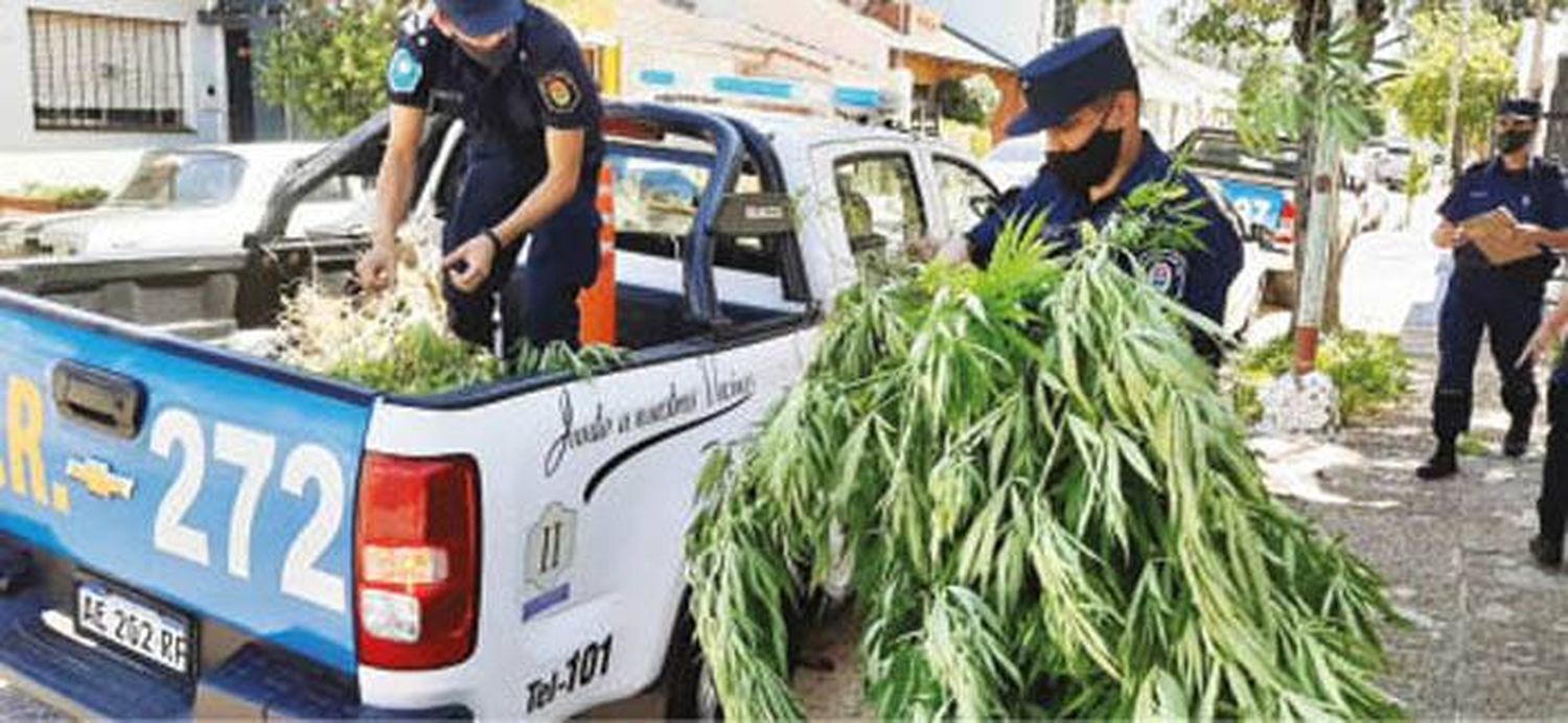 Encuentran plantación  de marihuana en el  fondo de una casa