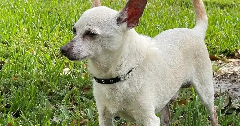 Un chihuahua fue reconocido como el perro “más viejo del mundo”