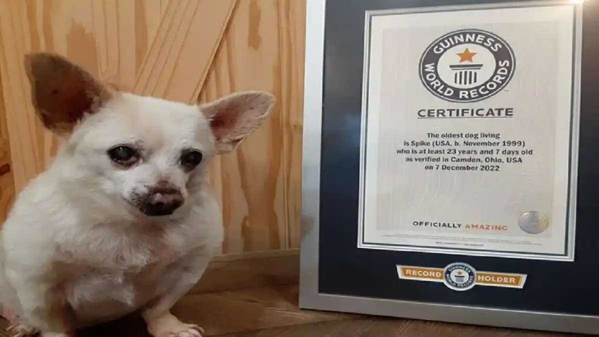 ¡QUÉ TERNURA! Este es Spike, el perrito más viejo del mundo
