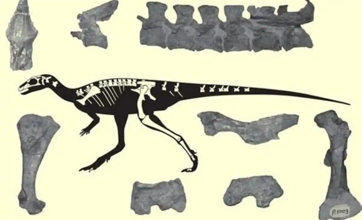 ¡SEGUIMOS SORPRENDIENDO AL MUNDO! Encuentran nuevo material fósil de dinosaurio venezolano