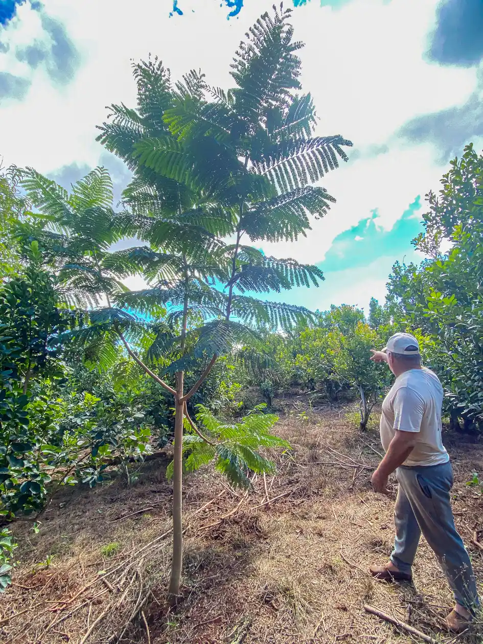 Superan los 200.000 árboles nativos plantados en una de las iniciativas de restauración más sostenidas del país