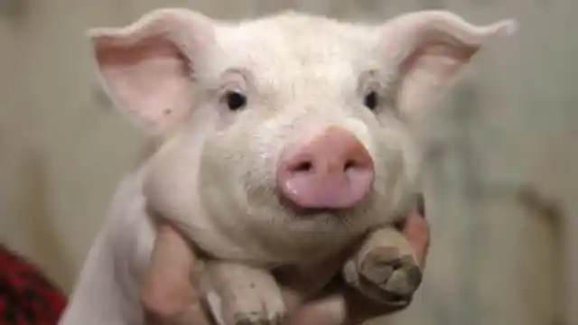 El extraño caso del cerdo entrerriano con dos hocicos 