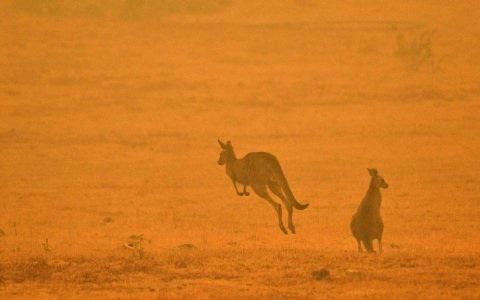 480 millones de animales muertos en Australia