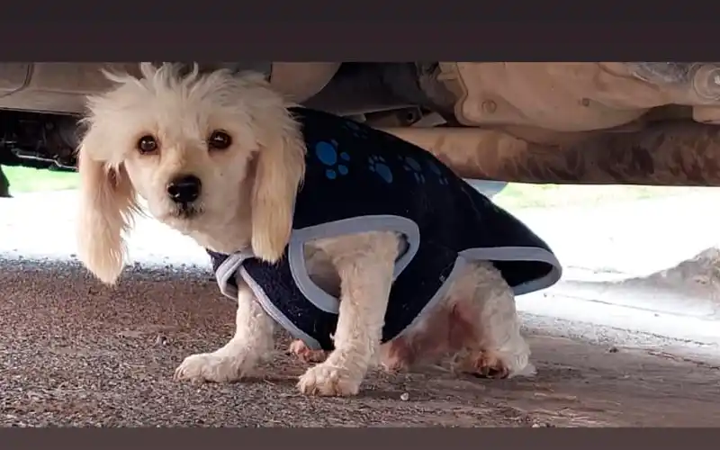 Buscan a su dueño