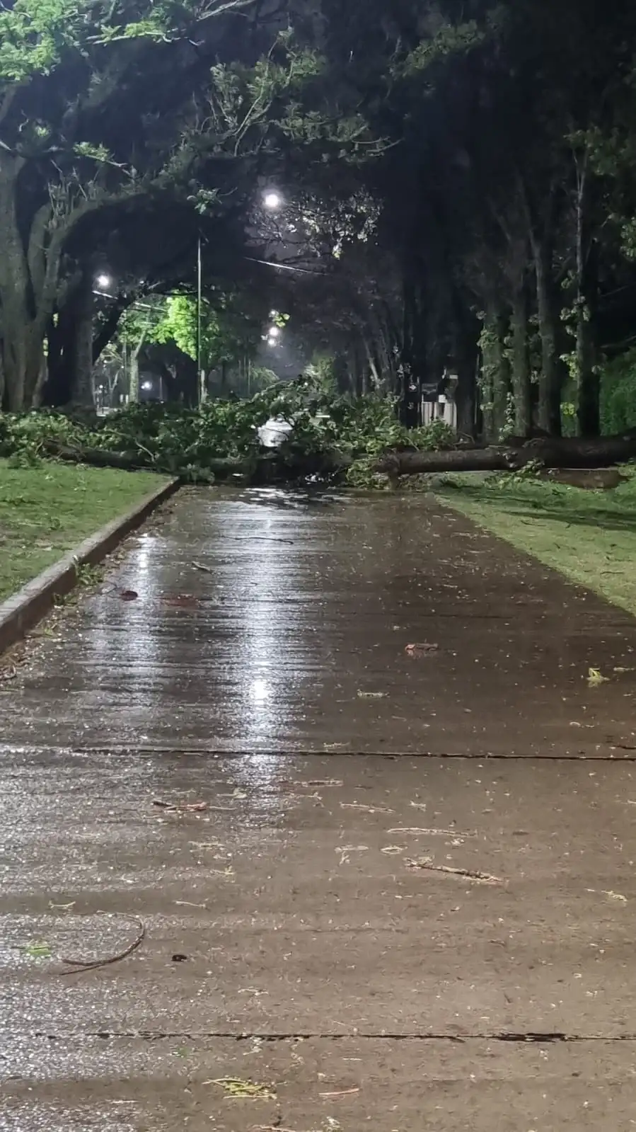 Rápido operativo de limpieza del municipio luego de la tormenta de ayer: cayeron más de diez árboles - 2
