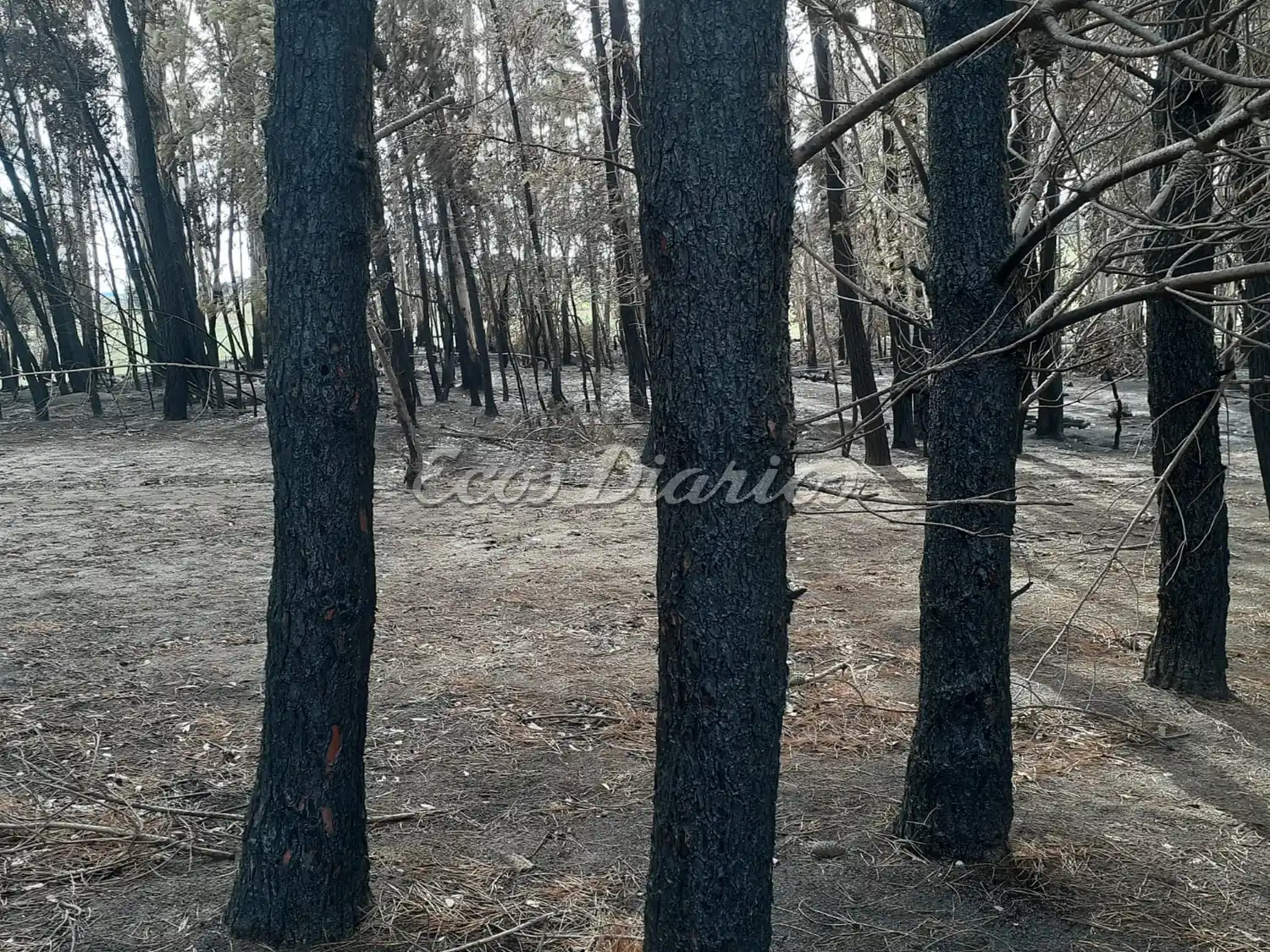 El después - Incendio controlado