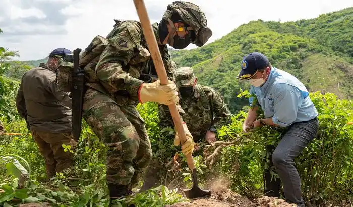 Colombia erradica más de 103 mil hectáreas de coca durante el 2021