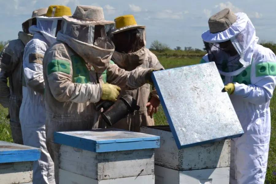 El Gobierno de Santa Fe instrumenta créditos sin interés a pequeños productores apícolas