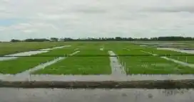El 95% del área sembrada de arroz presenta condiciones de muy buenas a buenas