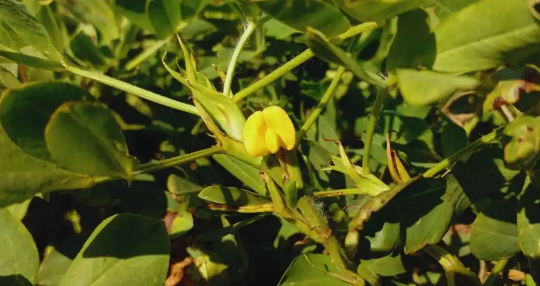 Con el 95% de su producción destinada a la exportación, la Argentina se consolida como el principal exportador mundial de maní.