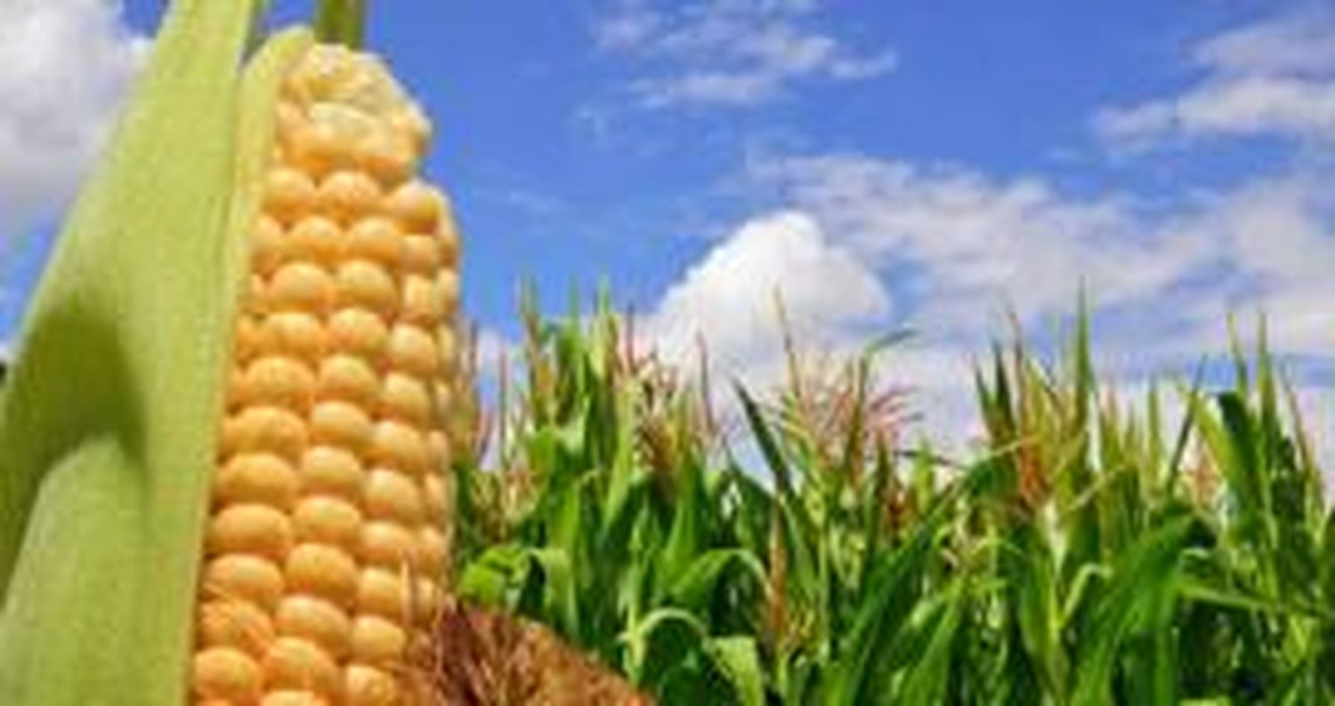 La cosecha de maíz avanza con rendimientos superiores a 95 qq/ha