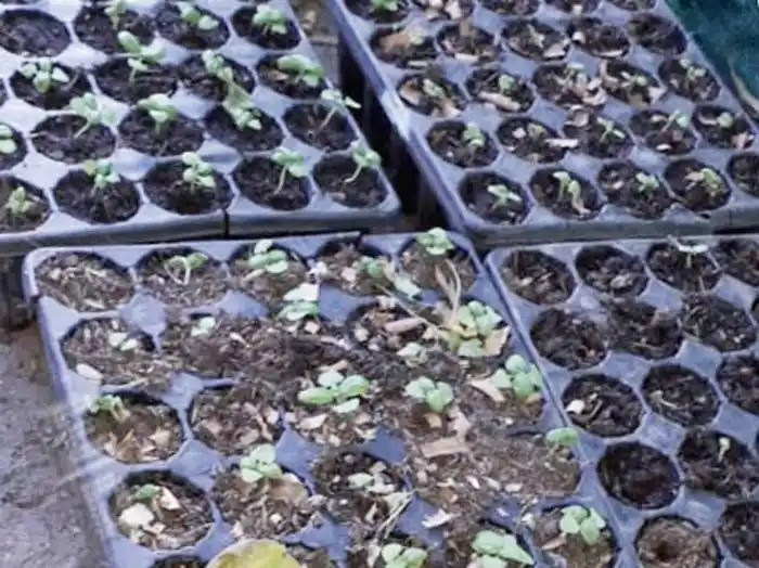 Entrega gratuita de plantines de lechuga y acelga  en la zona sur 