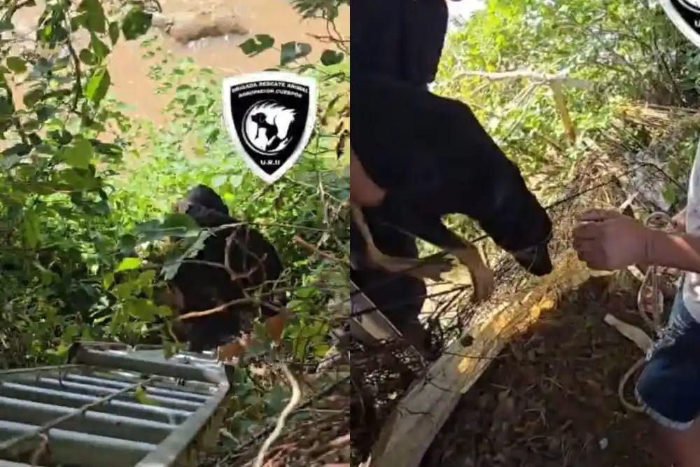 Cayó una perrita de un barranco.