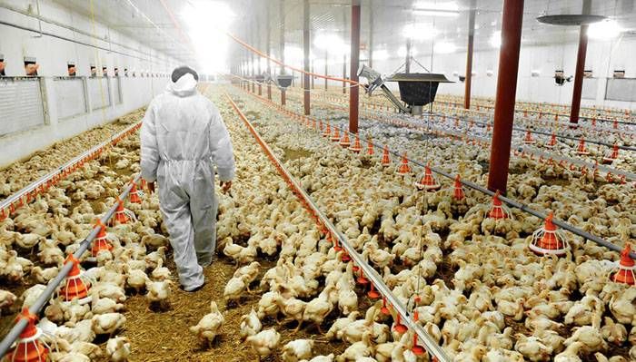 Se avanza con el sector  avícola en el ordenamiento  de la producción