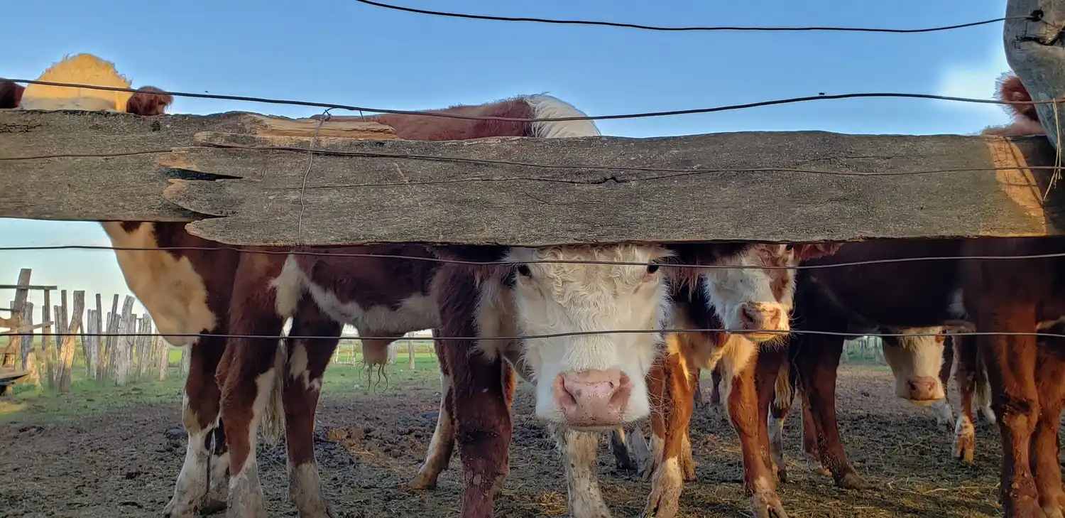 La inflación, devaluación y suba de costos tienen incidencia en el precio de la carne