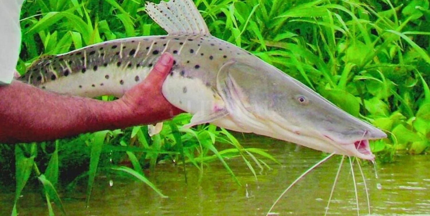 Durante este período, se prohíbe la pesca comercial y deportiva del Surubí Pinta y Atigrado.