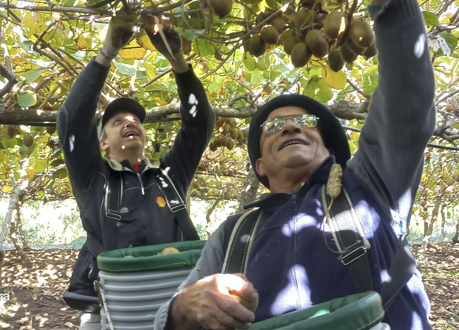 Una ruta entre kiwis, olivos y cielos abiertos donde brotan los sabores