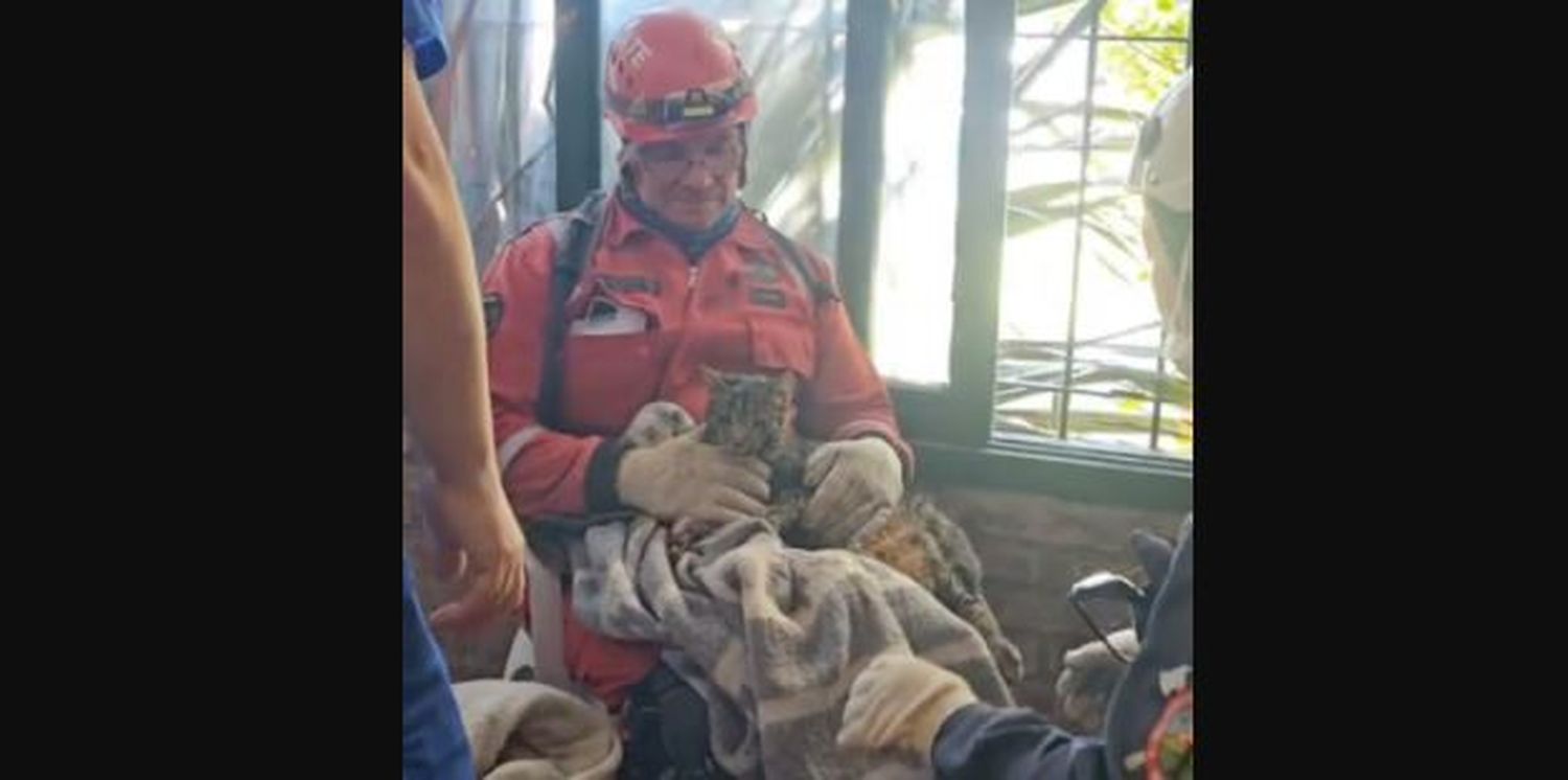 Milagro en Villa Gesell: ocho días después del derrumbe rescataron a un gatito que quedó bajo los escombros