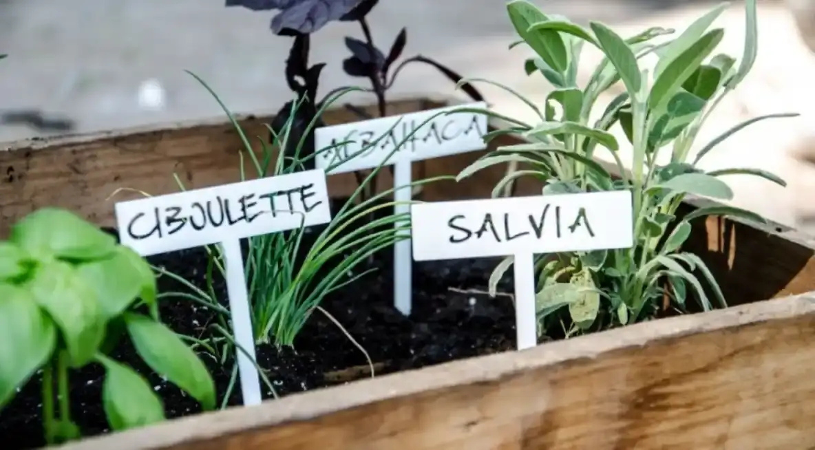 Taller plantas aromáticas
