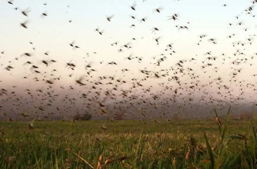 Preocupación por invasión de langostas en Santiago del Estero