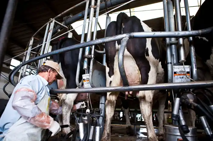 Crece la producción de leche, mientras cae la cantidad de tambos