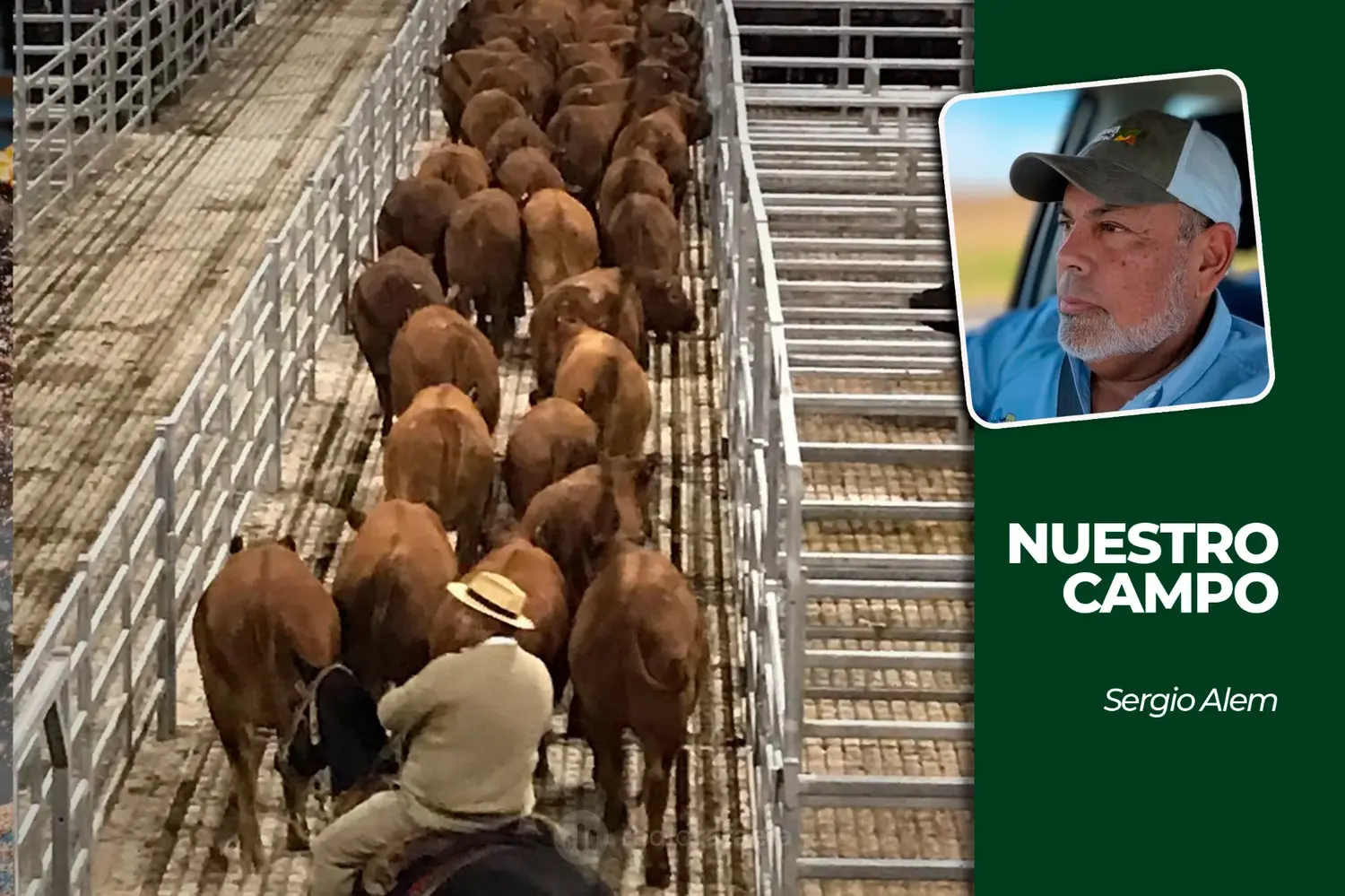 Cañuelas recibió 8.228 animales y el novillito promedió 4.765,08 pesos