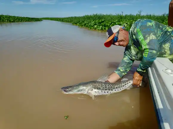 Establecieron oficialmente en Santa Fe la veda para la pesca de surubí: ¿desde cuándo?