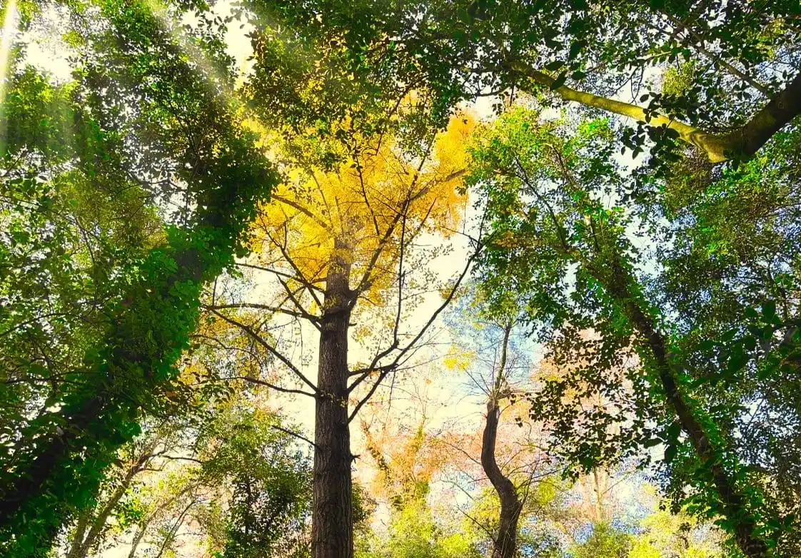 El Ginkgo Biloba se encuentra en el Bosque Encantado de General Belgrano