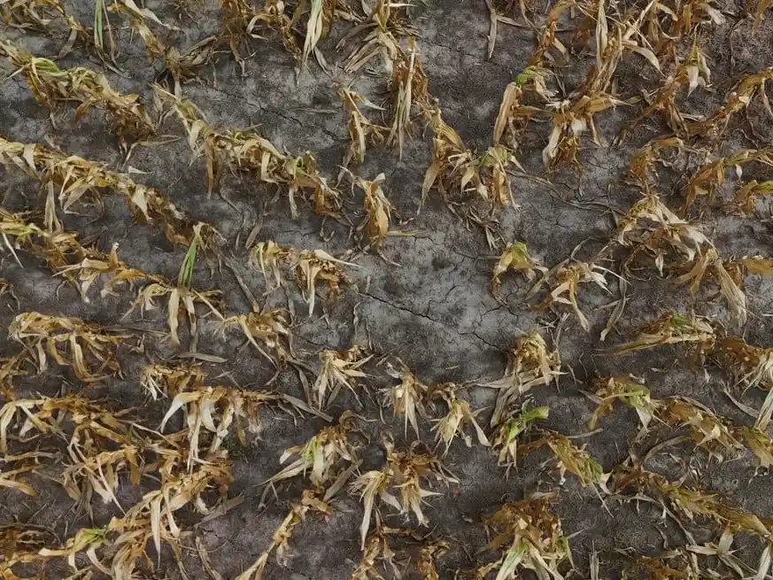 La Sociedad Rural de Rosario volvió a encender la alarma por la falta de lluvias.