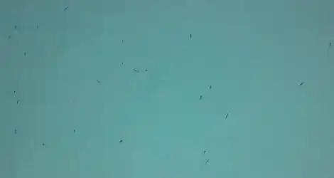 Mosquitos sin fumigar