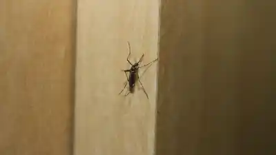 Rosario: un hombre de 38 años murió por dengue