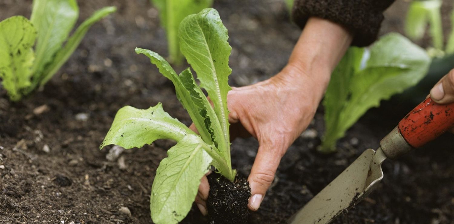 Huerta en verano: consejos y tareas para cosechar más