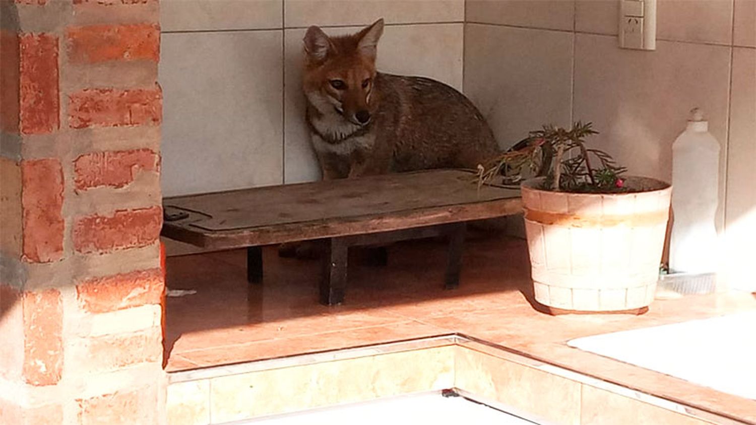 Abrieron la puerta de su casa y se encontraron con un zorro adentro