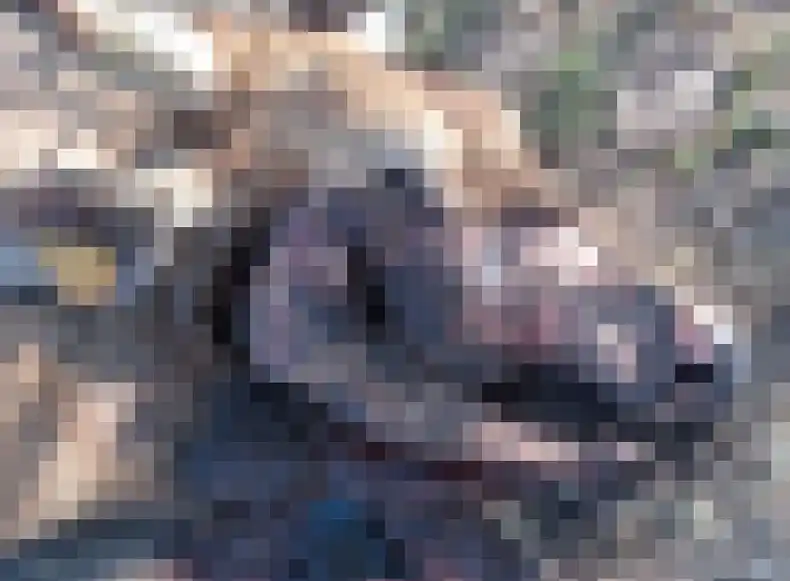 Aparecieron vacas mutiladas en Entre Ríos y nadie puede explicar las causas del fenómeno