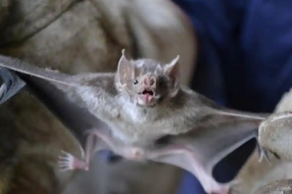 Murciélagos: qué hacer y dónde recurrir ante su posible aparición