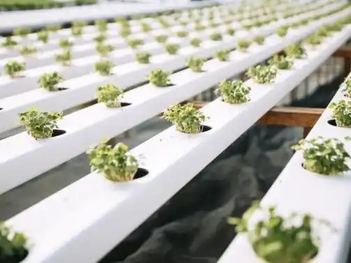 La Dirección de Asuntos Agropecuarios destacó emprendimientos que aplican la hidroponía