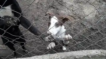 Por la crisis económica, cierra el Refugio Municipal de Animales de Madariaga: buscan hogares para casi 100 perros
