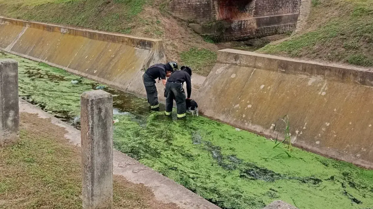 Los bomberos rescataron a un perro que había caído a un zanjón de cinco metros en Rafaela