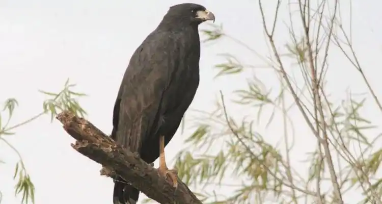 > Un águila negra en zona de islas