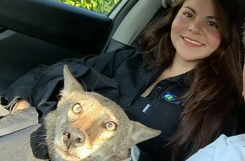 Rescató un perro herido en la ruta y se enteró que era un coyote salvaje