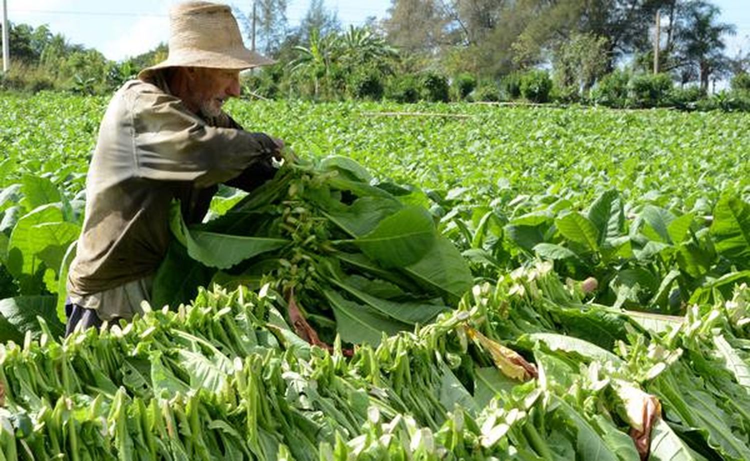 Tabacaleros: se reúnen para pedir nuevos precios y mayor control